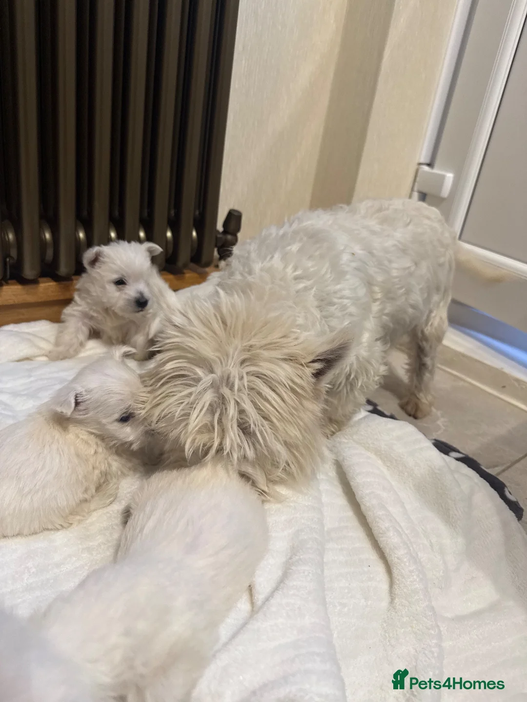 West Highland Terrier dogs for sale: Westies - Advert 5