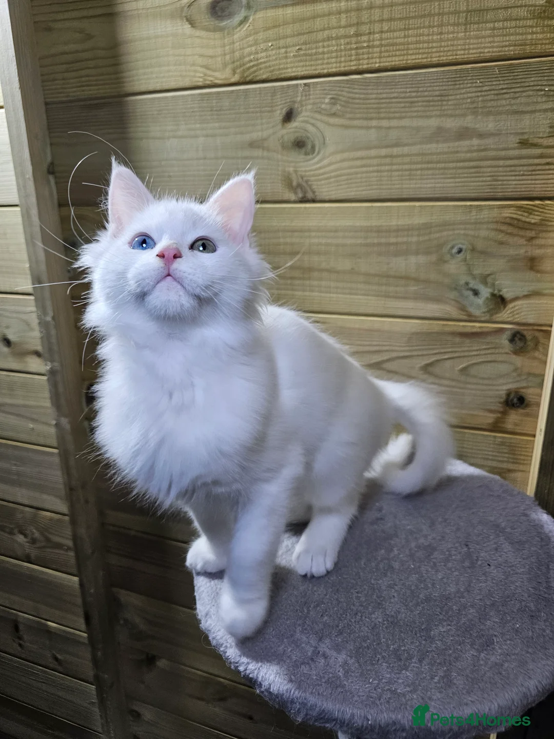 Maine Coon cats for sale: Maine coon  - Advert 12