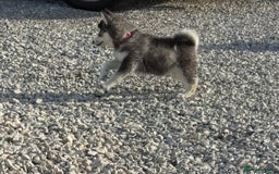 Pomsky dogs for sale: Beautiful F4 blue eyed Pomsky puppies  - Image 4