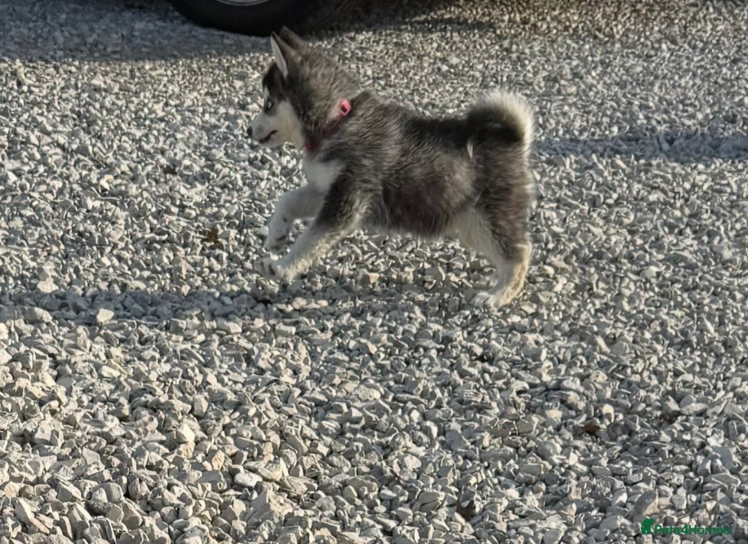 Pomsky dogs for sale: Beautiful F4 blue eyed Pomsky puppies  - Image 4