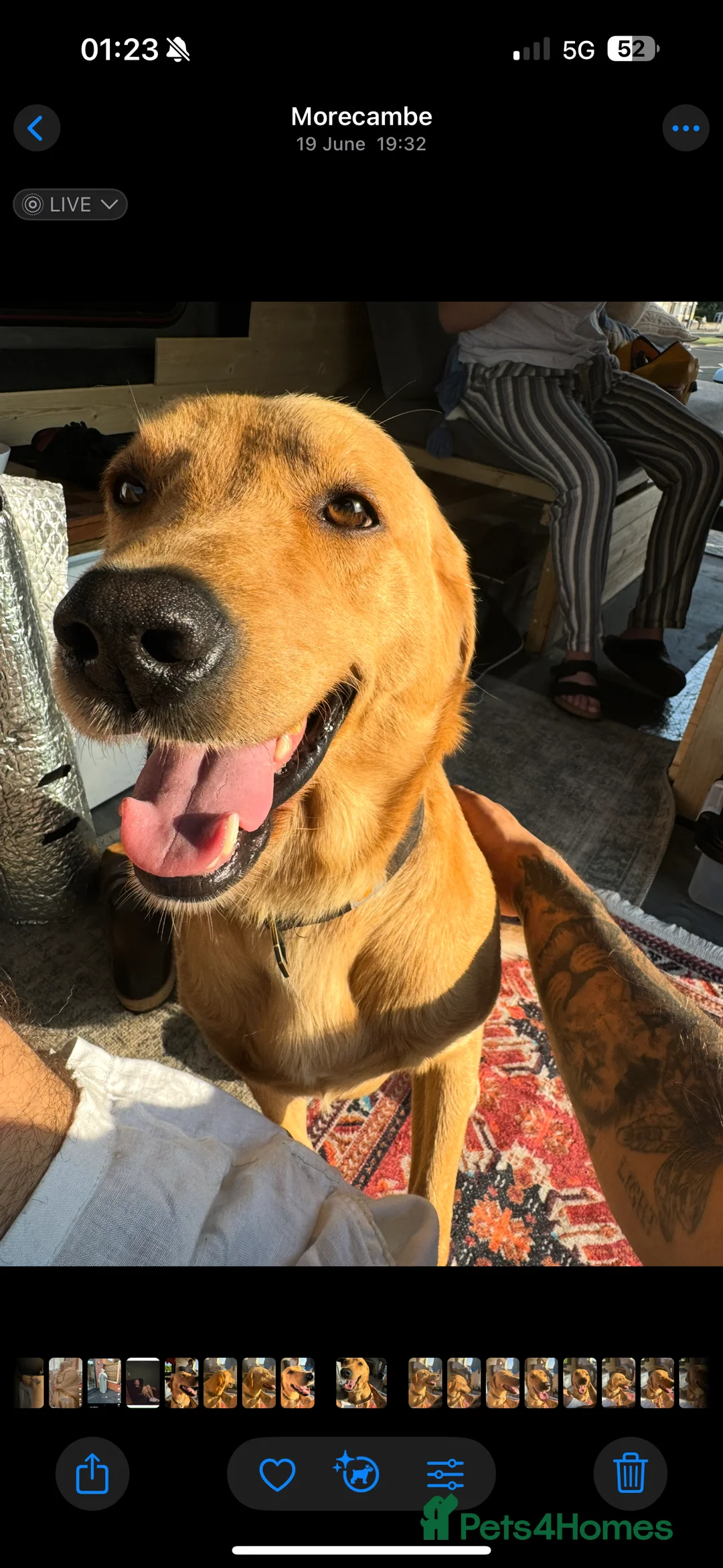 Labrador Retriever dogs for sale: Fox red Irish Labrador for loving family - Advert 6