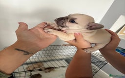 French Bulldog dogs for sale: 4 beautiful ** frenchies  - Image 6