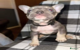 French Bulldog dogs for sale: Beautiful French bull dog puppies  - Advert 11
