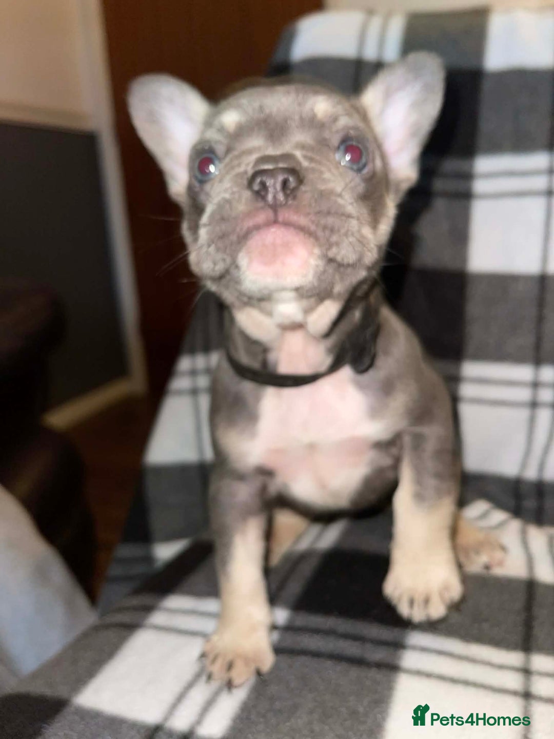 French Bulldog dogs for sale: Beautiful French bull dog puppies  - Advert 11