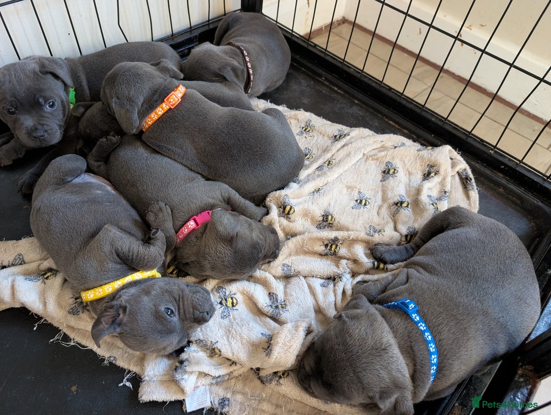 Staffordshire Bull Terrier dogs for sale: Beautiful Kennel registered blue staffie for sale  - Image 1