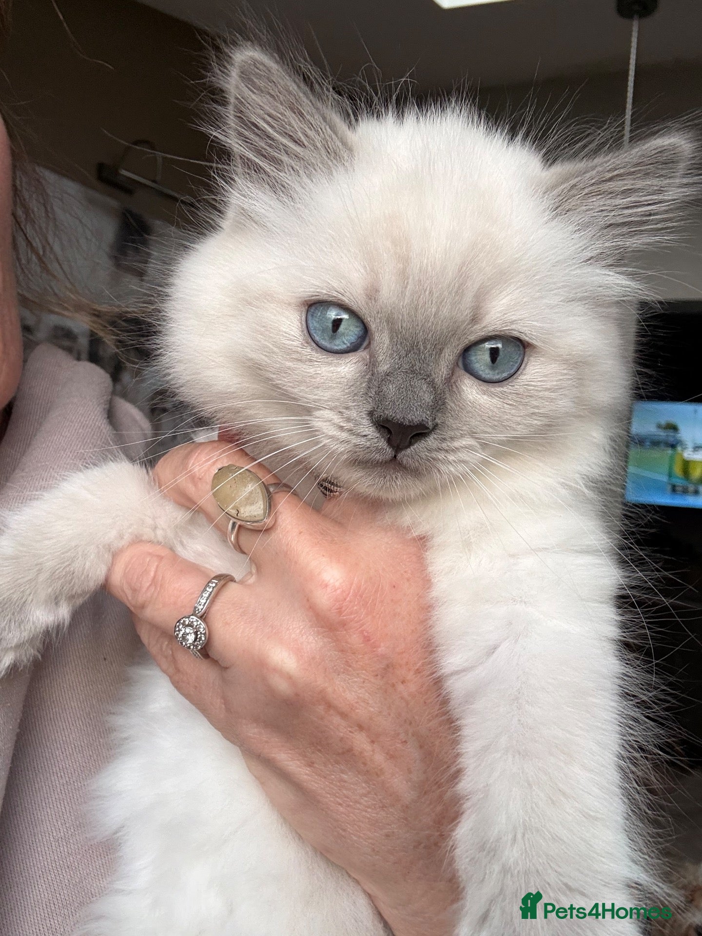 Ragdoll cats Ragdoll x British long hair - Advert 1