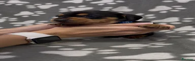Black & Tan - blue 