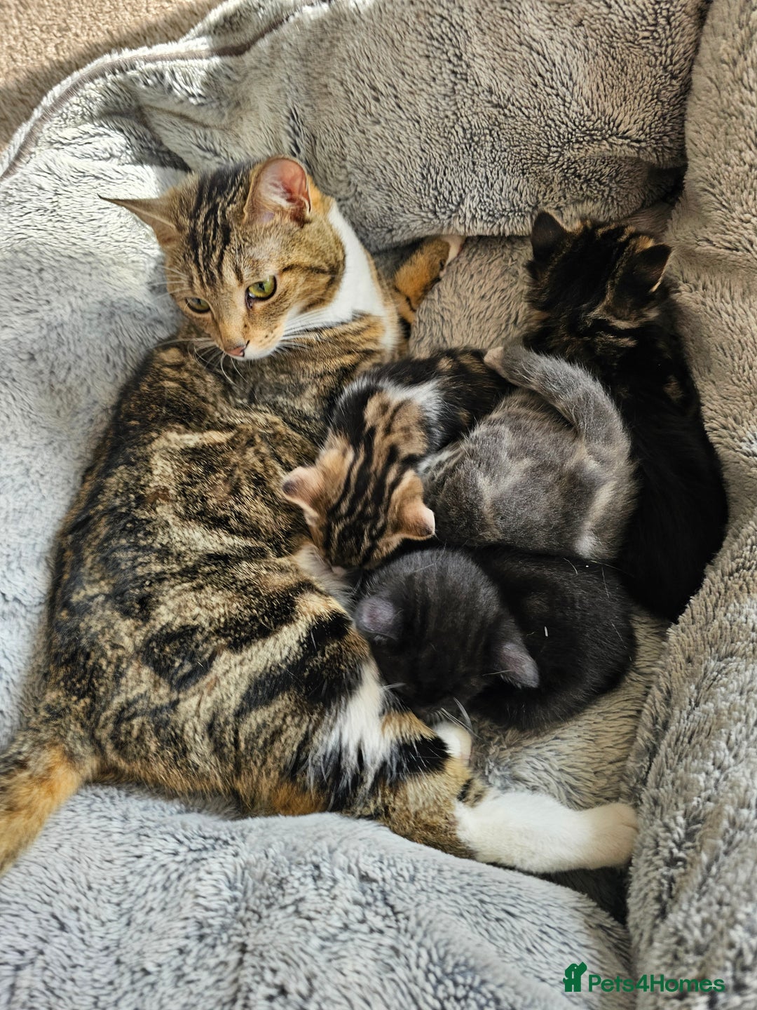 Mixed Breed cats for sale: Tabby mix rangdoll and black - Image 8