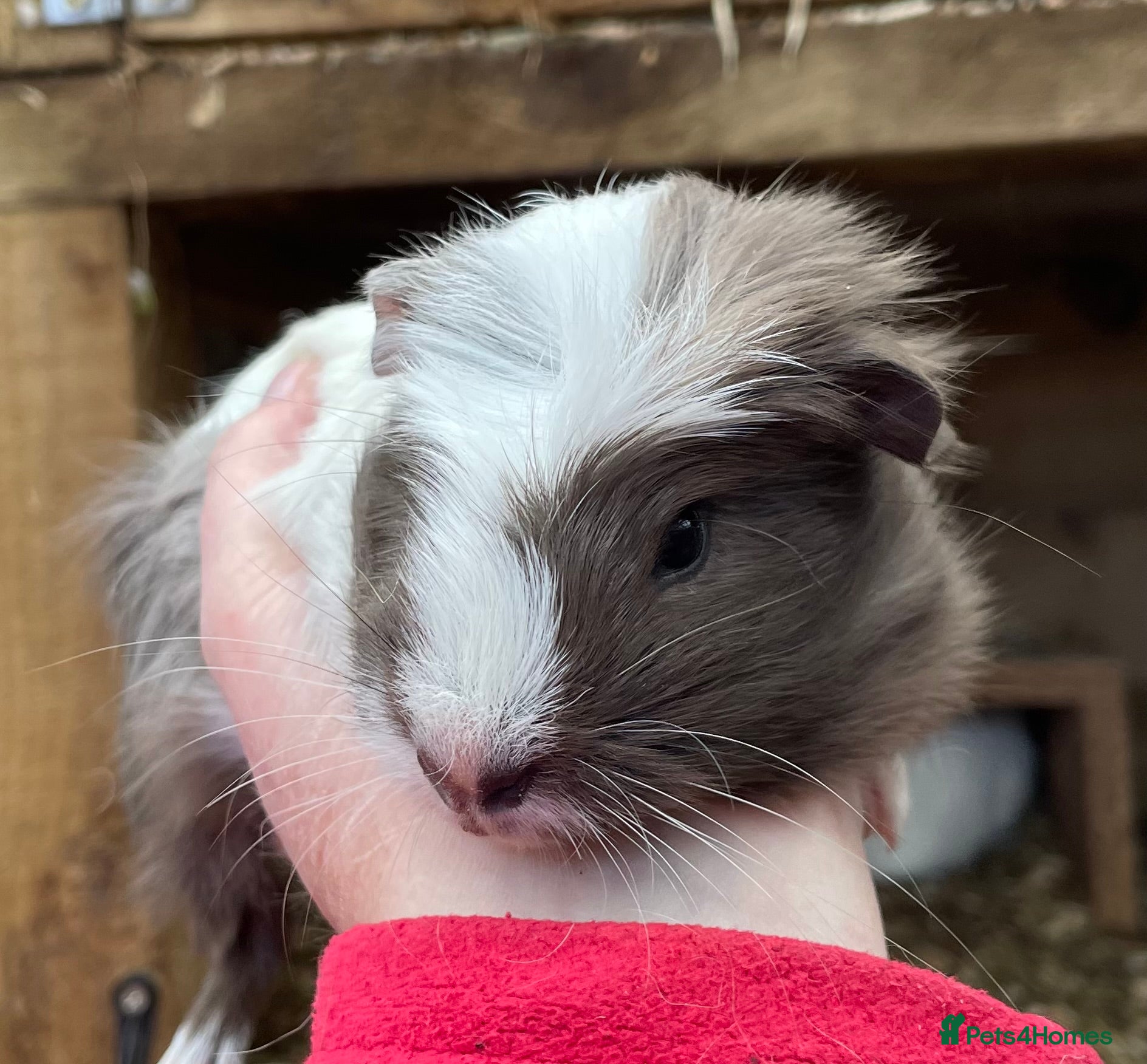 Guinea Pig rodents SWEET NATURED BABY GUINEA PIGS - Advert 7