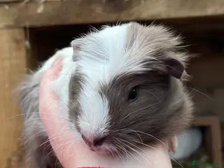 Guinea Pig rodents SWEET NATURED BABY GUINEA PIGS - Advert 7