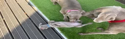 Weimaraner dogs for sale: Ready to go Weimaraner puppies KC registered - Advert 27