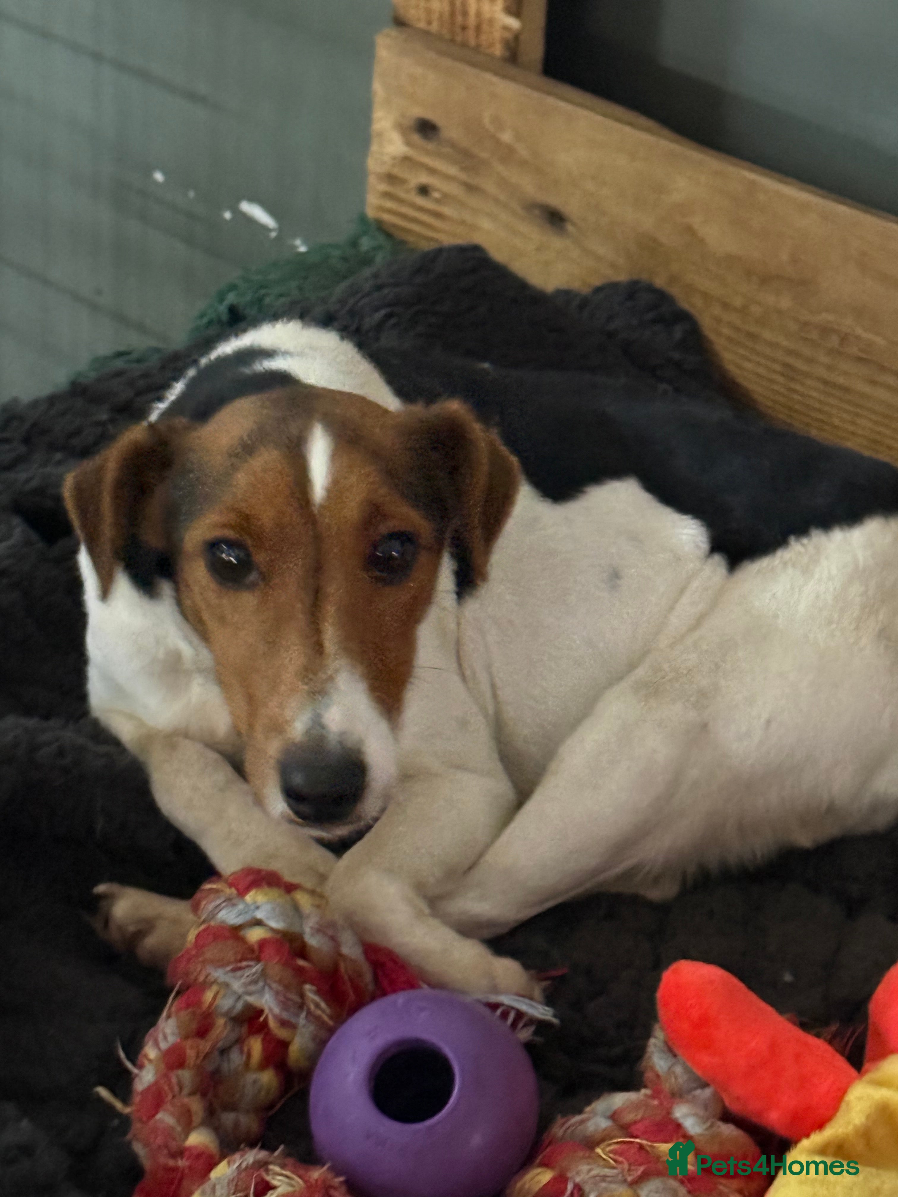 Mixed Breed dogs Sweet Vivi Needs Love  - Advert 17