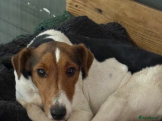 Mixed Breed dogs Sweet Vivi Needs Love - Advert 17