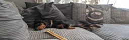Mixed Breed dogs for sale: Miniature Dachshund  in Hereford - Advert 3