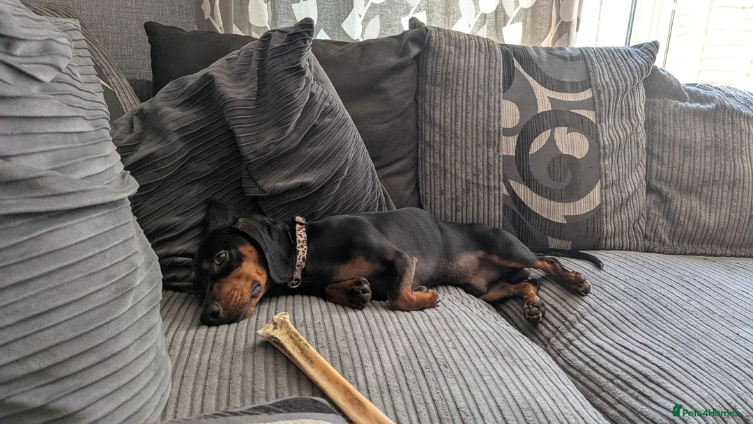 Mixed Breed dogs for sale: Miniature Dachshund  in Hereford - Advert 3