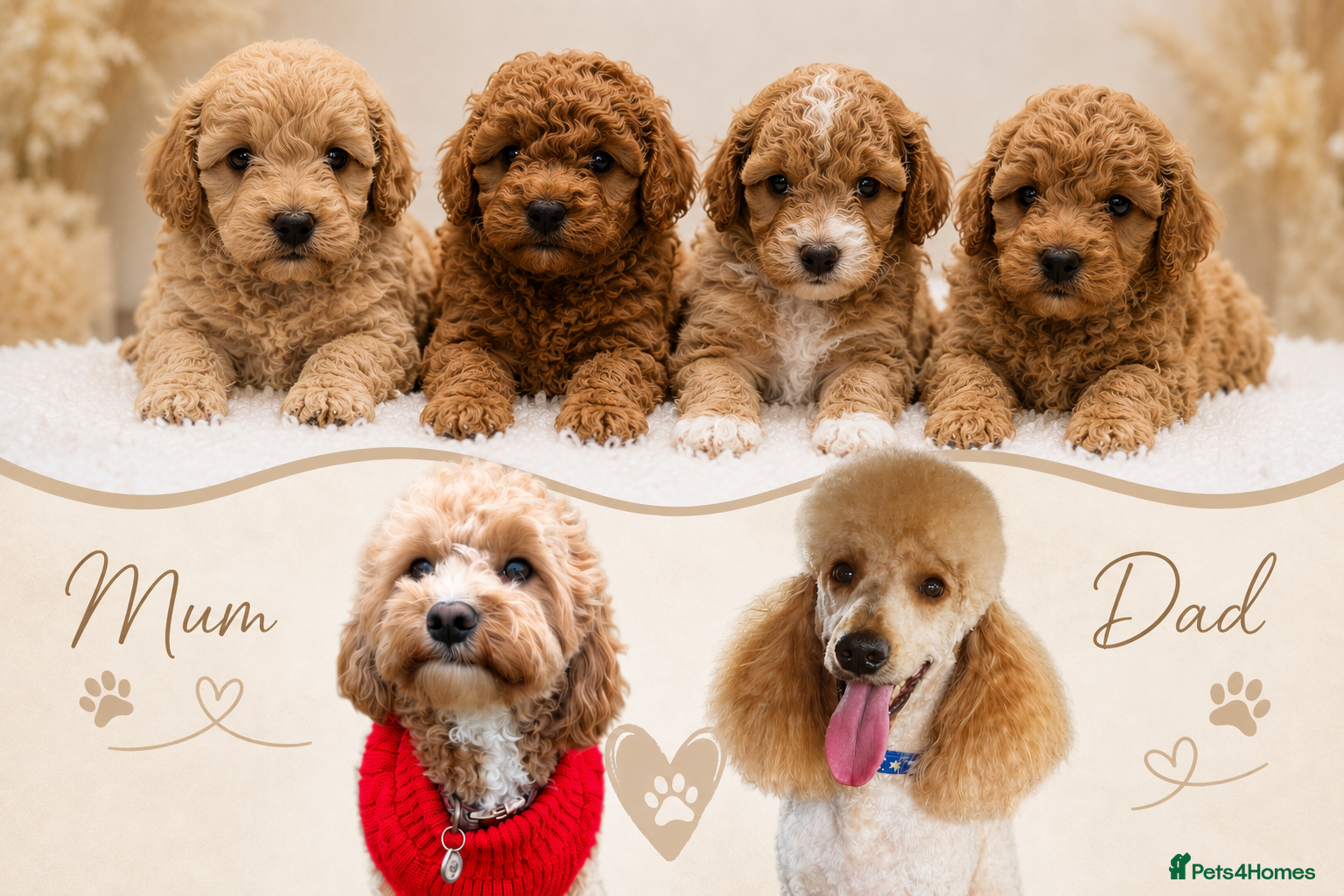 Maltipoo dogs Exquisite Maltipoos DNA Health Tested Parents - Advert 1
