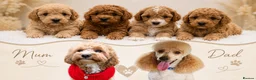Maltipoo dogs for sale: Exquisite Maltipoos DNA Health Tested Parents - Advert 1