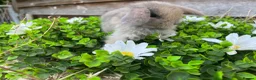Mini Lop rabbits for sale: Gorgeous Mini lops  - Advert 2