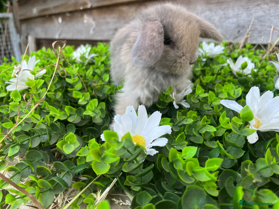 Mini Lop rabbits for sale: Gorgeous Mini lops  - Advert 2