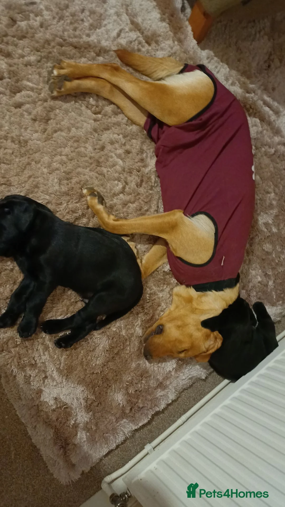 Labrador Retriever dogs for sale: RKC REGISTERED BLACK LABRADOR PUPPIES FOR SALE - Advert 2