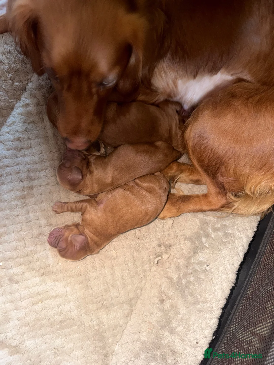 Cocker Spaniel dogs for sale: Working cocker spaniels  - Advert 1