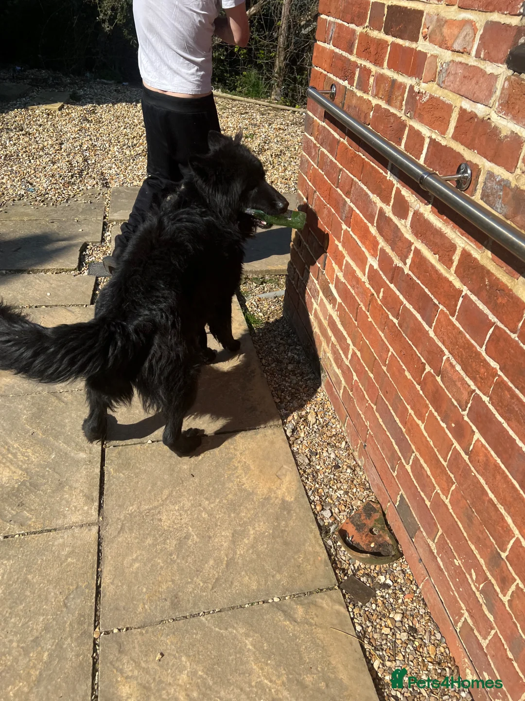 German Shepherd dogs for sale: Beautiful puppies for sale  in Battle - Advert 2