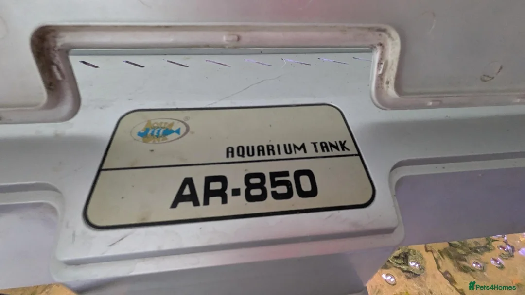 Platies fish for sale: Complete 165L Planted Aquarium Setup + Stock in Herne Bay - Advert 17