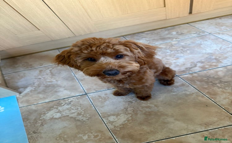 Cockapoo dogs - Advert 5