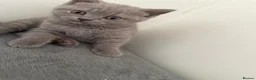 British Shorthair cats for sale: British shothair cute kittens  - Advert 6