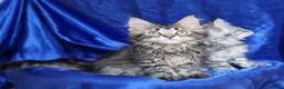 Maine Coon cats for sale: GCCF registered pedigree Maine Coon Kittens  - Advert 5