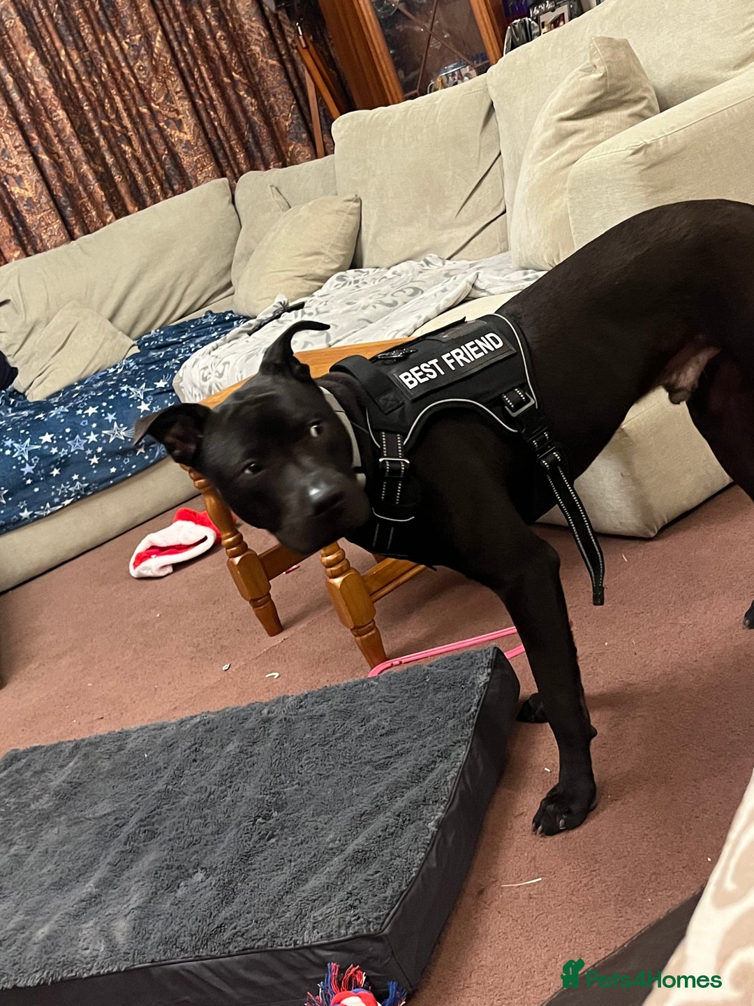 Mixed Breed dogs for sale: Rocco  - Advert 3