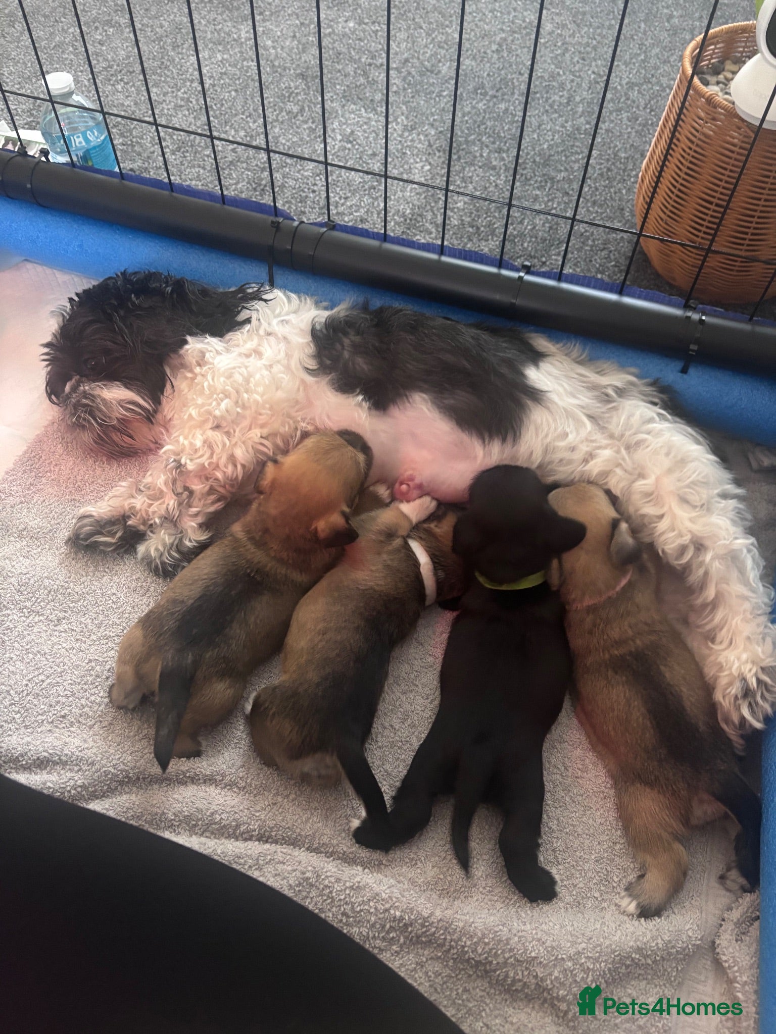 Mixed Breed dogs Schapso puppies  - Advert 17