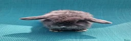 Mini Lop rabbits for sale: Baby male mini lops - Advert 2