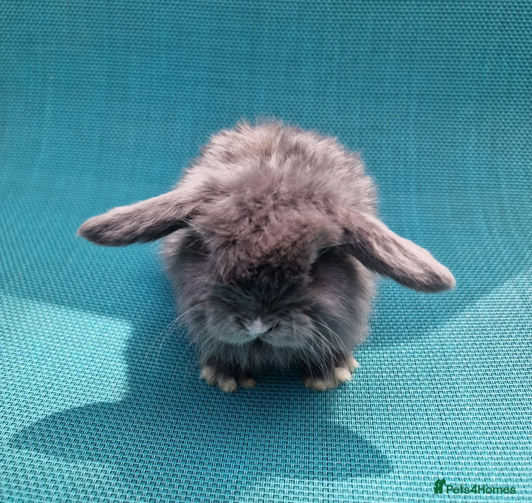 Mini Lop rabbits for sale: Baby male mini lops - Advert 2