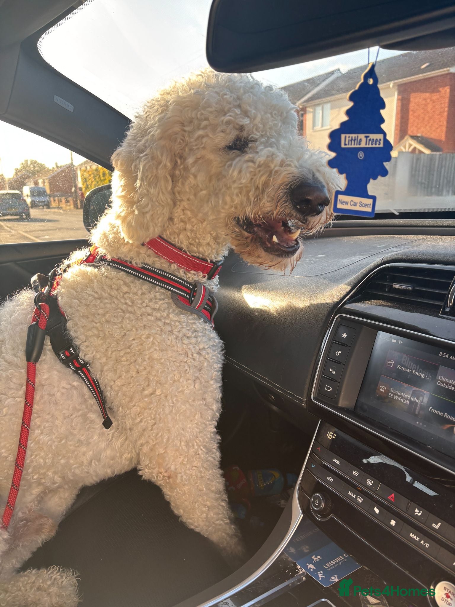 Goldendoodle dogs 4 YEAR OLD GOLDEN DOODLE - Advert 11