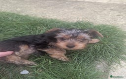 Yorkshire Terrier dogs for sale: Yorkshire terrier puppies  - Image 8