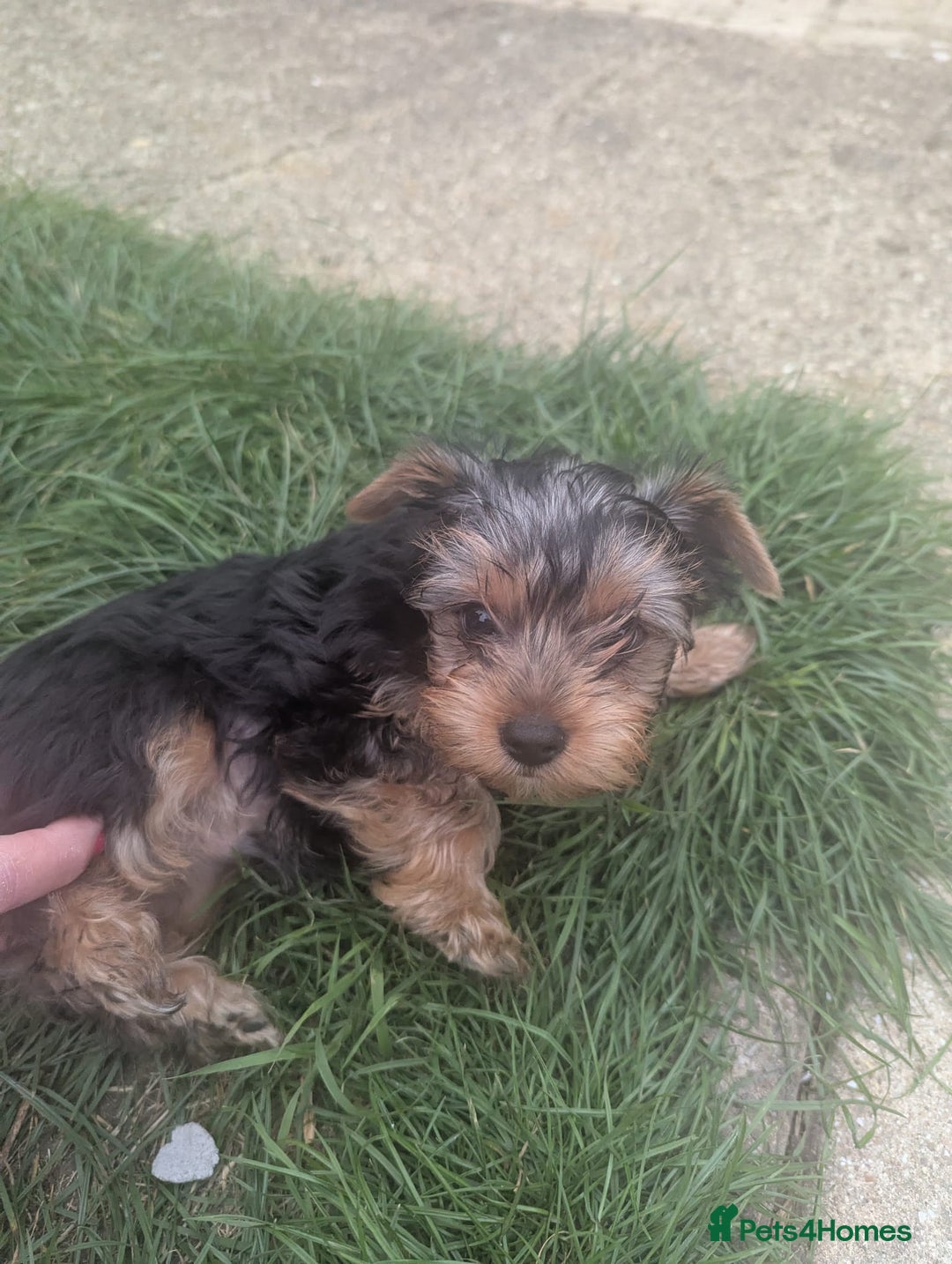 Yorkshire Terrier dogs for sale: Yorkshire terrier puppies  - Image 8