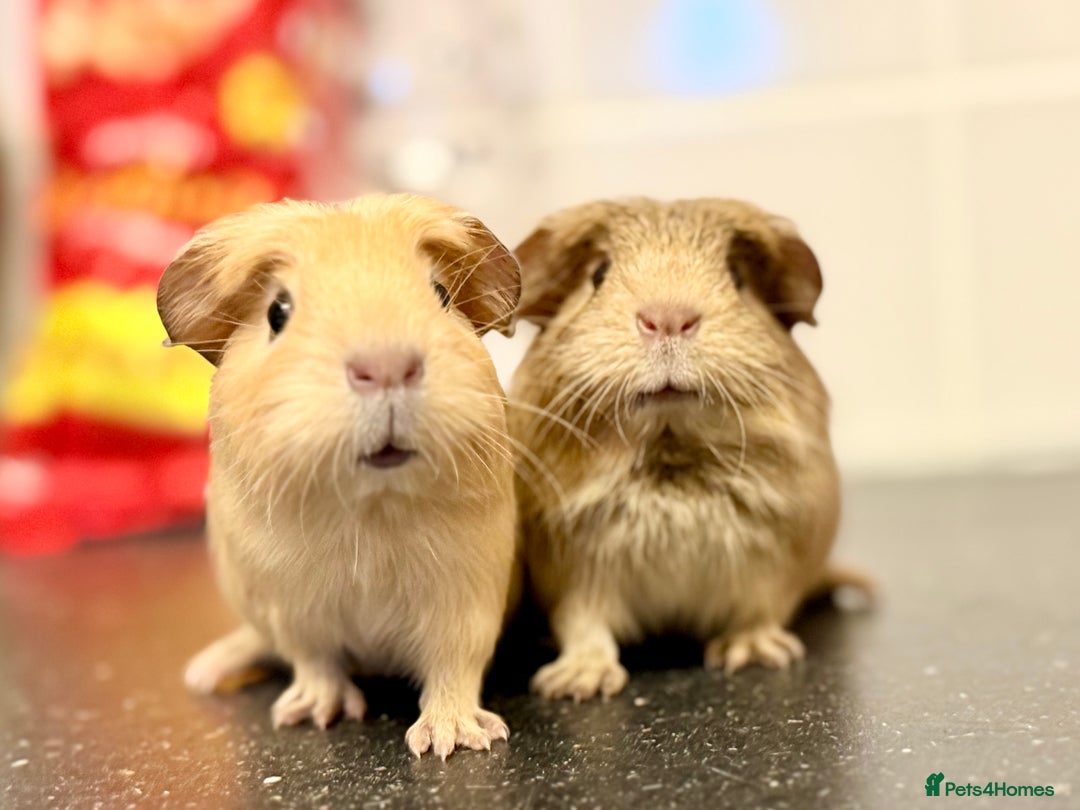 Guinea Pig rodents for sale: Single adult male and 2 female babies  - Advert 13