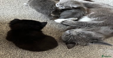 Mixed Breed cats - Advert 8