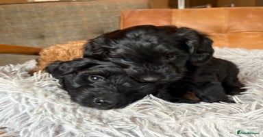 Cockapoo dogs - Advert 12