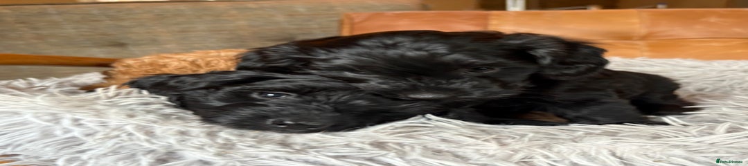 Cockapoo Puppy 4