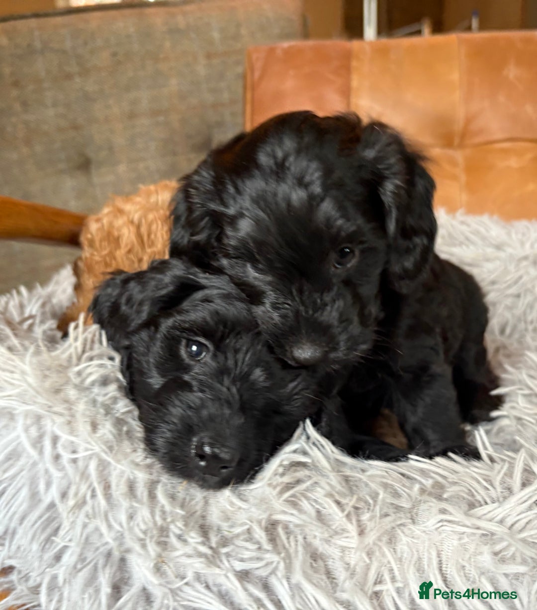 Cockapoo dogs for sale: ✨ Gorgeous Cockapoo Puppies ✨ - Image 17