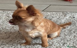 Chihuahua dogs for sale: Winnie - Image 4