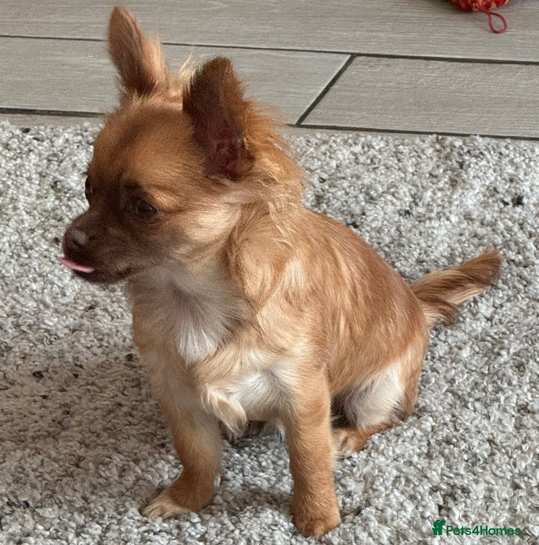 Chihuahua dogs for sale: Winnie - Image 4