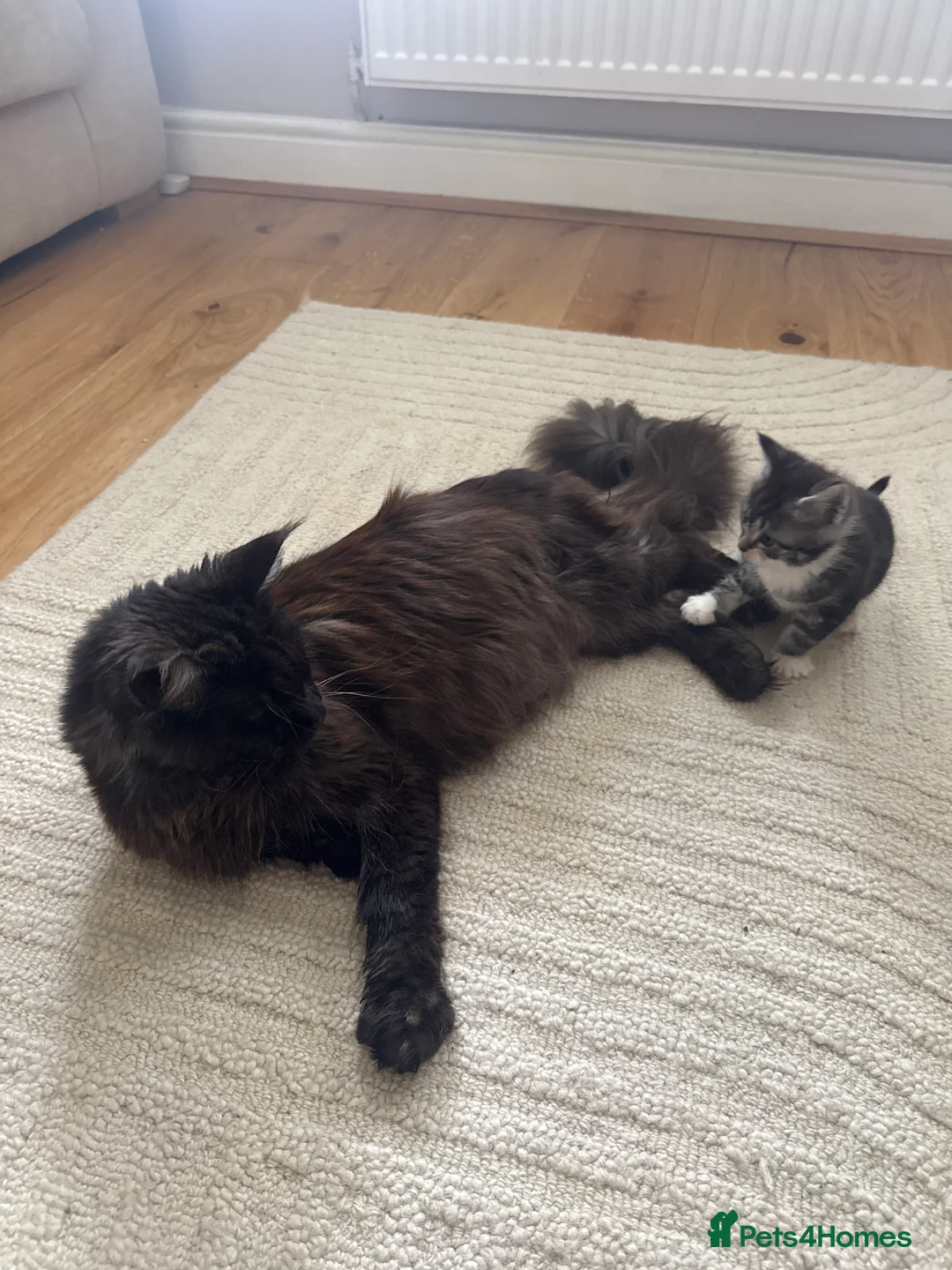 Mixed Breed cats for sale: Maincoon kittens (mixed breed) - Advert 3