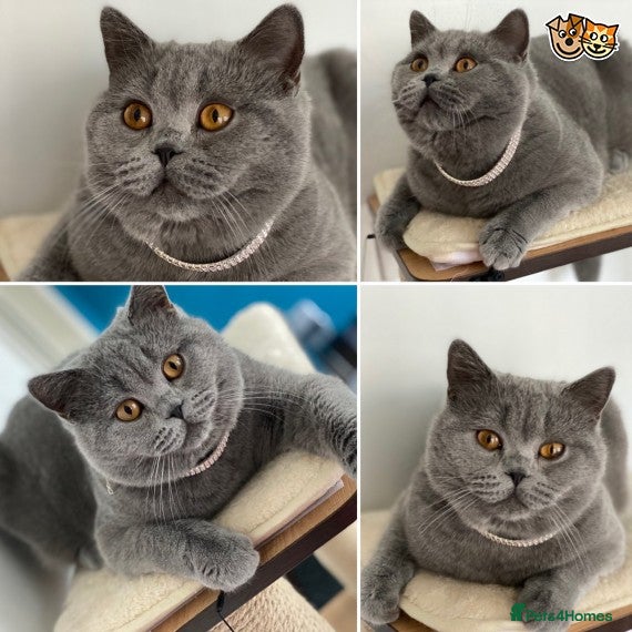 Scottish Fold cats Blue Scottish straight for stud duties - Advert 5
