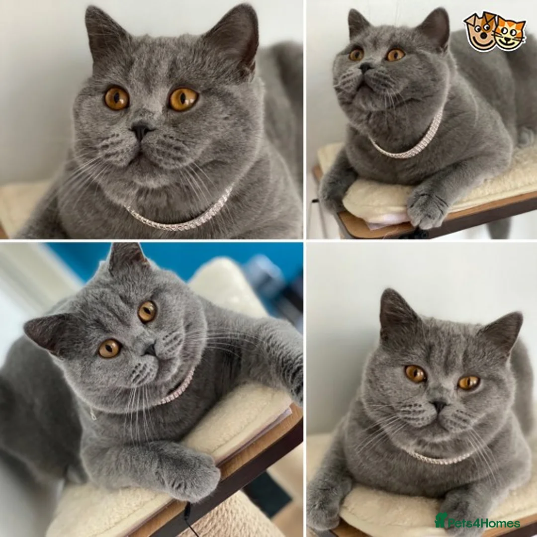 Scottish Fold cats for stud: Scottish straight for stud duties in Derby - Advert 3