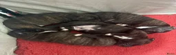 Staffordshire Bull Terrier dogs for sale: 4 CHUNKY stunning staffy pups!  - Advert 2