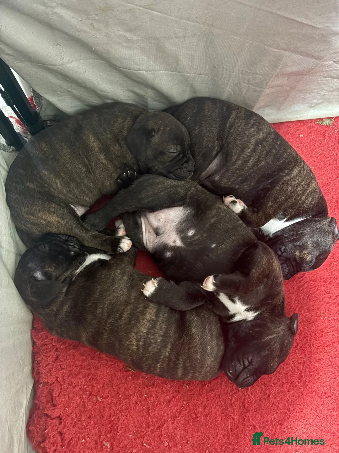 Staffordshire Bull Terrier dogs for sale: 4 CHUNKY stunning staffy pups!  - Advert 2