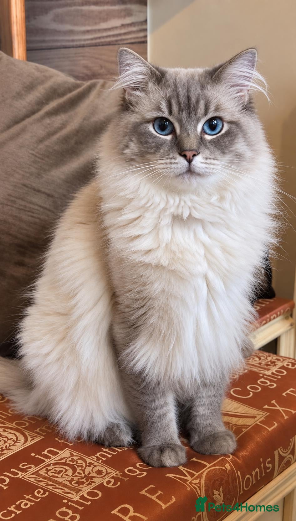 Ragdoll cats *stud*Gccf & tica entire active bluepoint ragdoll - Advert 2
